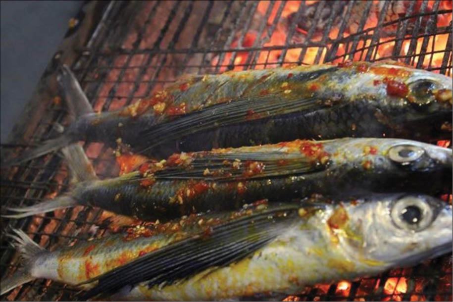 Giới thiệu chung về cá chuồn