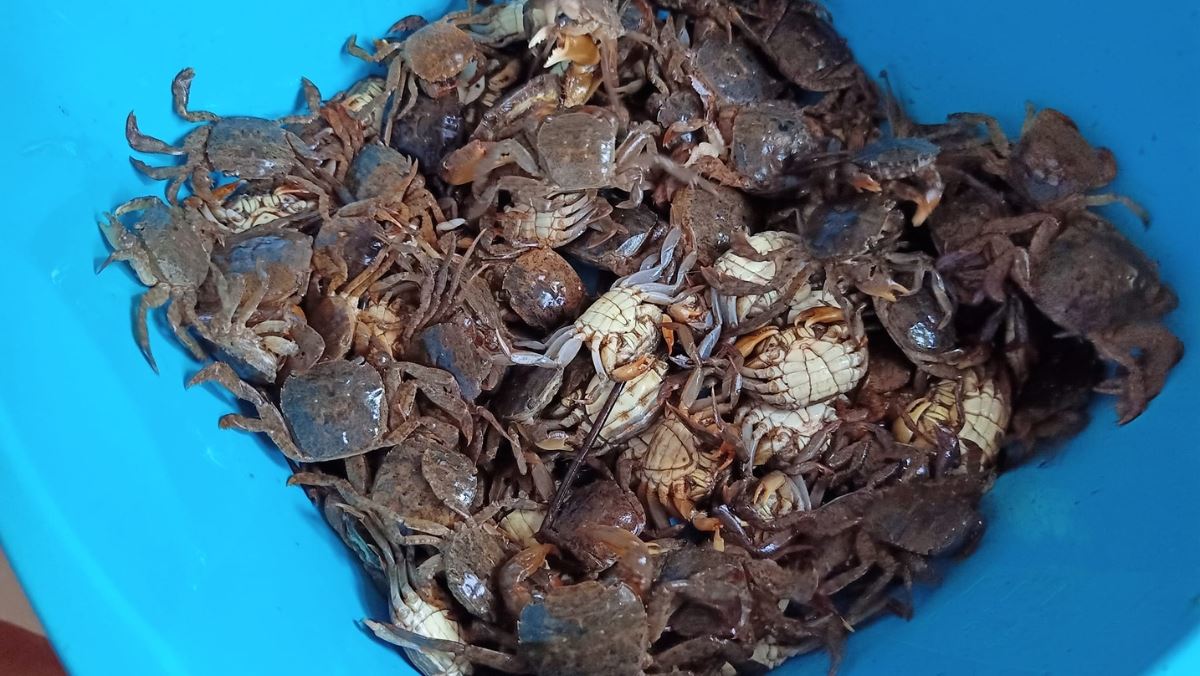Giới thiệu về rạm